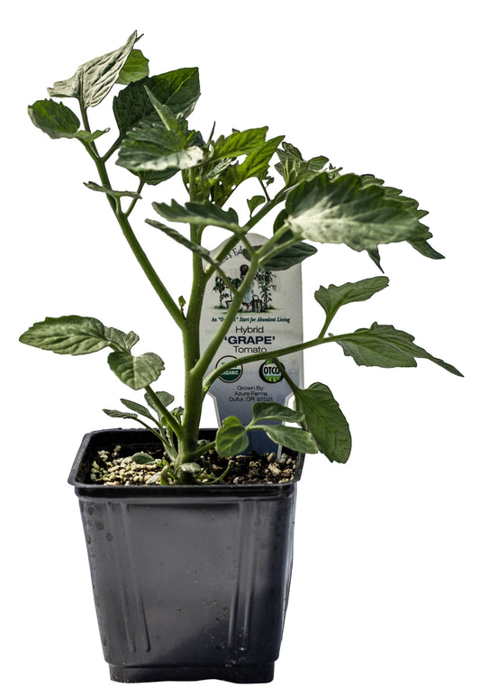 Grape Tomato, Organic
