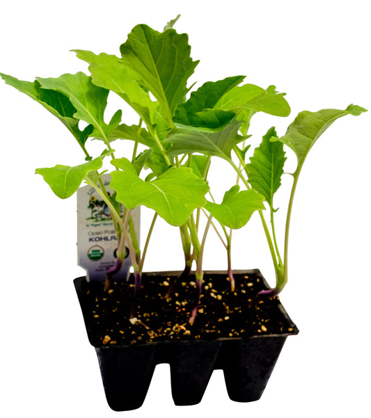 Kohlrabi, Organic