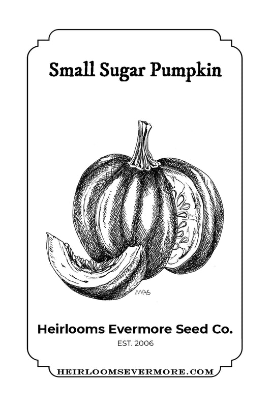 Small Sugar Pumpkin Seeds