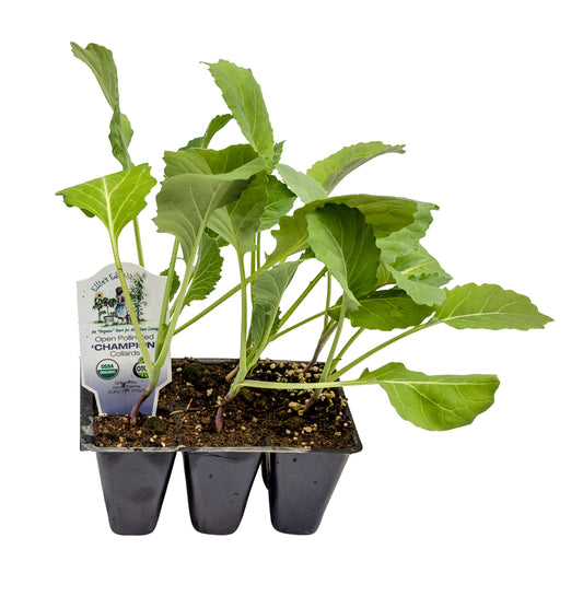 Champion Collards, Organic
