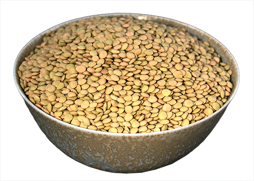 Lentil, Green